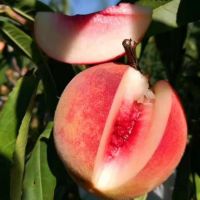 Sweet Ripe Juicy High Quality Wholesale Fruit Fresh Peaches For Gifts