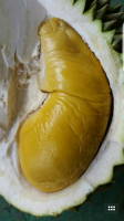 South African Durian Premium Musang King Durian D197 Golden Fresh Whole Raub Pahang