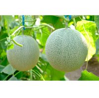 FRESH SWEET CANTALOUPE - Melon Sweet Organic Natural Fresh Fruits Organic 100% Maturity from South Africa 