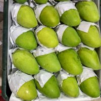 WHOLESALE HIGH QUALITY NATURAL FRESH MANGO FRUIT - EXPORTING SOUTH AFRICAN FRUIT WITH CHEAPEST PRICE