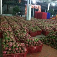 Fresh Dragon Fruit from high Quality and competitive price for export 2021