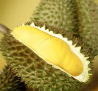 DURIAN Golden XO Durian Organic Cultivation AA Grade Fresh with ISO Certification Frozen Whole Mustang King Durian