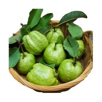 Natural Green Round Shape Fruit South Africa  2021 Sweet Tasty Fruit High Quality Competitive Best Guava Fresh Common