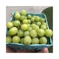 Muscat Green High Quality Wholesale Price Other Supplier Buy Grapes For Sale Fruit Fresh Vine Grapes