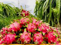 Fresh Dragon fruit - 2021 Premium Quality Fresh fruit 100% Natural Sweet made in South Africa  newest crop