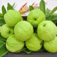 2020 FRESH GUAVA SWEET TASTY GUAVA FRUIT OF VIETNAM FACTORY SUPPLY NATURAL FRUITS DELICIOUS HIGHEST QUALITY