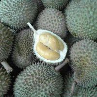 Fresh Durians frozen musing king durian & durian paste & freeze dried durian of South Africa 