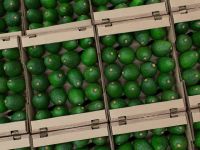 Hot Sale Hass Mexican Premium Distributors Avocados Price Natural Cold Storage Fruits Fresh Fruit Importers Wholesale Avocado