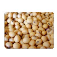 Best Organic Grains Soybeans Leading Manufacturer and Exporter From South Africa 