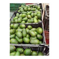 High Quality Wholesale Fresh Import Export Bulk Imported Guacamole Hass Avocado Price Supplier