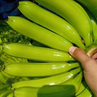 Fresh Bananas Green Cavendish Banana Suppliers Holland, U.A.E, Dubai Cheap Fresh Bananas Delmonte