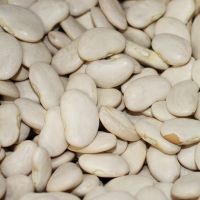 Large white lima Beans Green and white Lime beans Best Prce