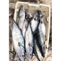 300 - 500g Fresh Sea Food Pacific Mackerel Fish Frozen