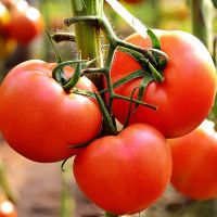 Fresh Tomato wholesale vegetables fresh tomato packaging with low price