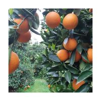 Best Selling Wholesale 100% Natural Sweet Taste Fresh Citrus Fruit