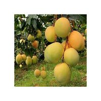 Fresh green organic mango farm fresh mango