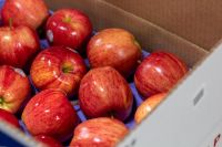 Fresh Apple Fruit Price