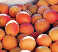 Fresh Apricots for sale