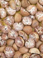 Areca (Betel) Nut - WHATSAPP +84903887753