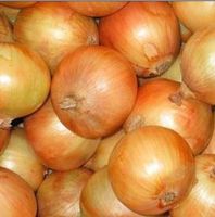 fresh onion (peeled onion, yellow onion, red onion)