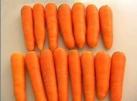 fresh carrot,