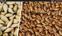 Corn wheat from Russia and Ukraina export
