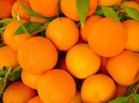 fresh Valencia orange