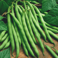 Green Bean