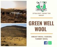 Algeria Greasy Wool