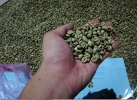 Wet-polished Robusta Coffee Beans S18