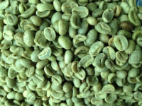 Washed Arabica Green Coffee Beans S16