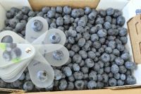 IQF Frozen cultivated blueberries