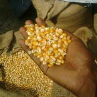 Yellow Corn for Animal Feed or Human consumption