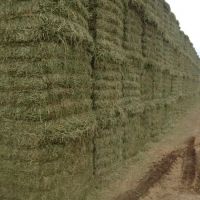 Rhodes Grass Hay Bales For Animal Feed and Forage/alfalfa hay pellets