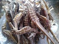 High grade dry Seahorse hippocampus all sizes available