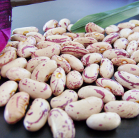 Light speckled kidney bean,new crop 2019 with factory price