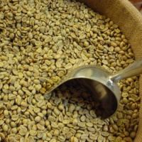 Lekempti coffee