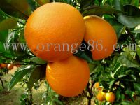 Navel Orange2