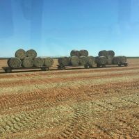 Peanut Hay