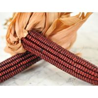 Red Corn