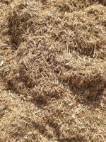 Hummas Hay (Channa Hay)
