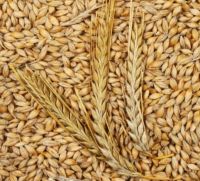 Barley