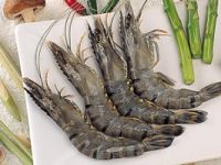 Frozen Black Tiger Shrimp HOSO