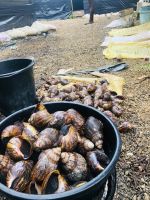 African Giant Snails