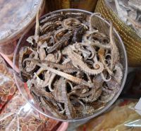 Dried Seahorse 