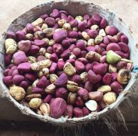 African Kolanuts, Silkynuts