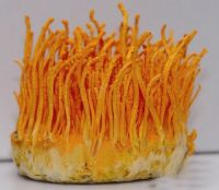 cordyceps militaris