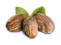 High Quality Shea Nuts