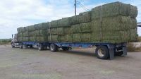 Top Quality Alfafa Hay for Animal Feeding Stuff Alfalfa / Alfalfa Hay / Alfalfa Hay Available 