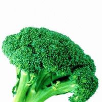 https://www.tradekey.com/product_view/Broccoli-Extract-9332786.html